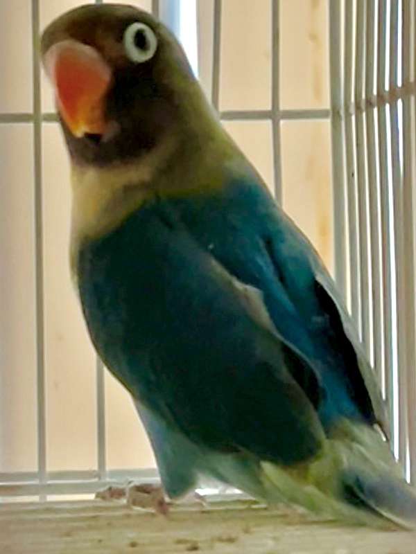 lovebird-for-sale