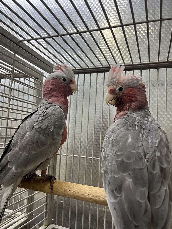 rose-breasted-cockatoo-for-sale-in-norcross-ga