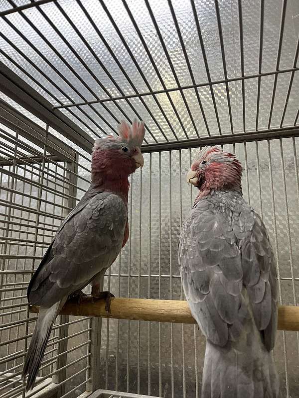 rose-breasted-cockatoo-for-sale