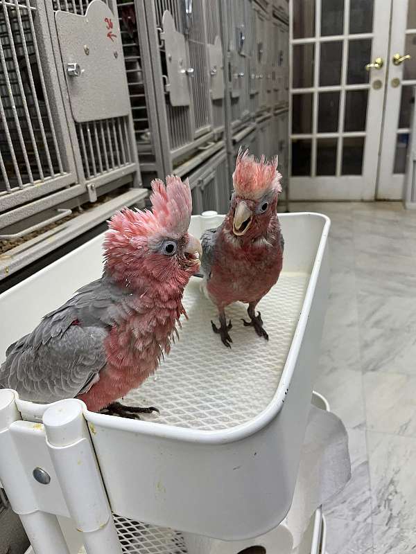 baby-rose-breasted-cockatoo-for-sale