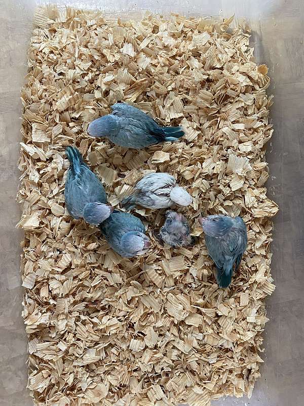 blue-opaline-bird-for-sale-in-gainesville-fl