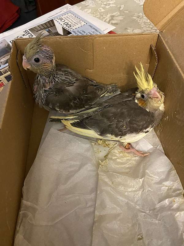 cockatiel-for-sale