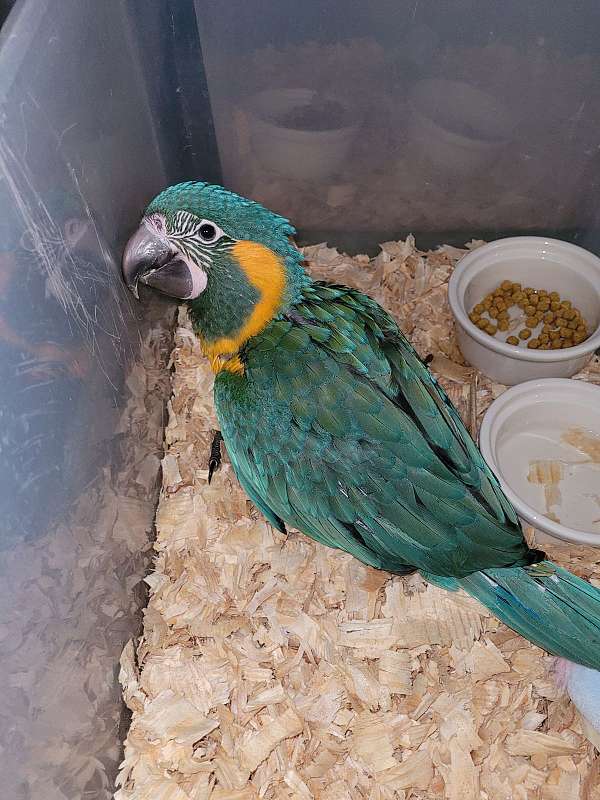 blue-green-blue-throat-macaw-for-sale
