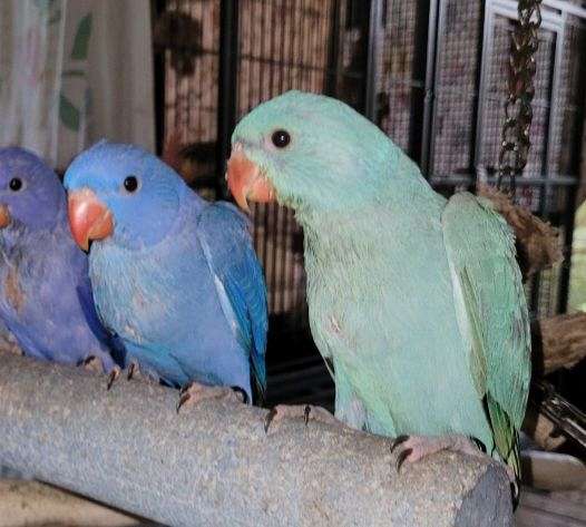 ringneck-parakeet-for-sale-in-dover-fl
