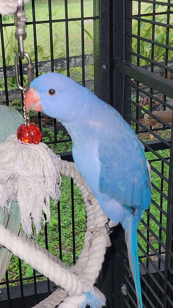 ringneck-parakeet-for-sale-in-dover-fl