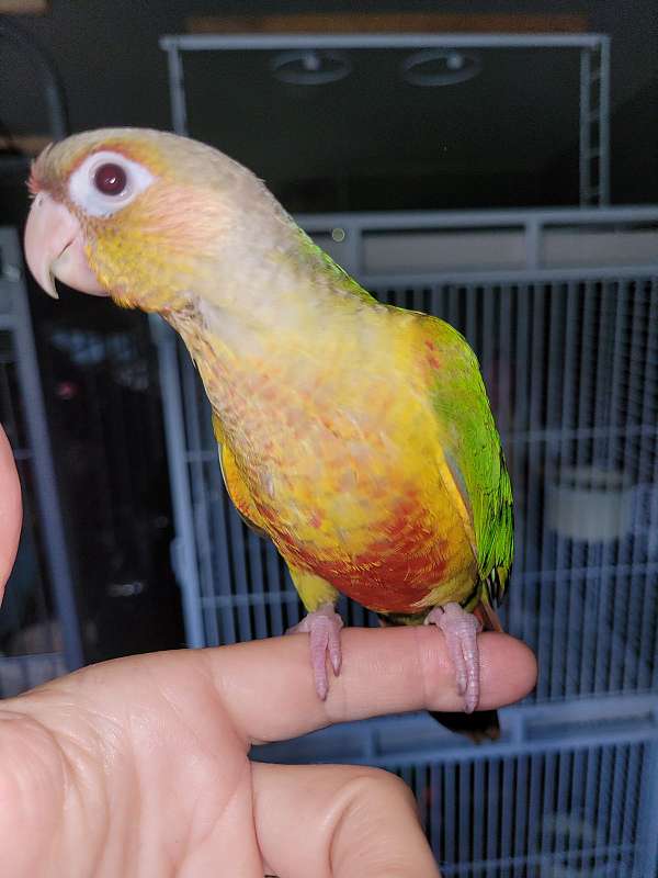 cinnamon-bird-for-sale-in-dover-fl