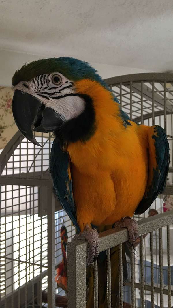 macaw-for-sale-in-chalfont-pa