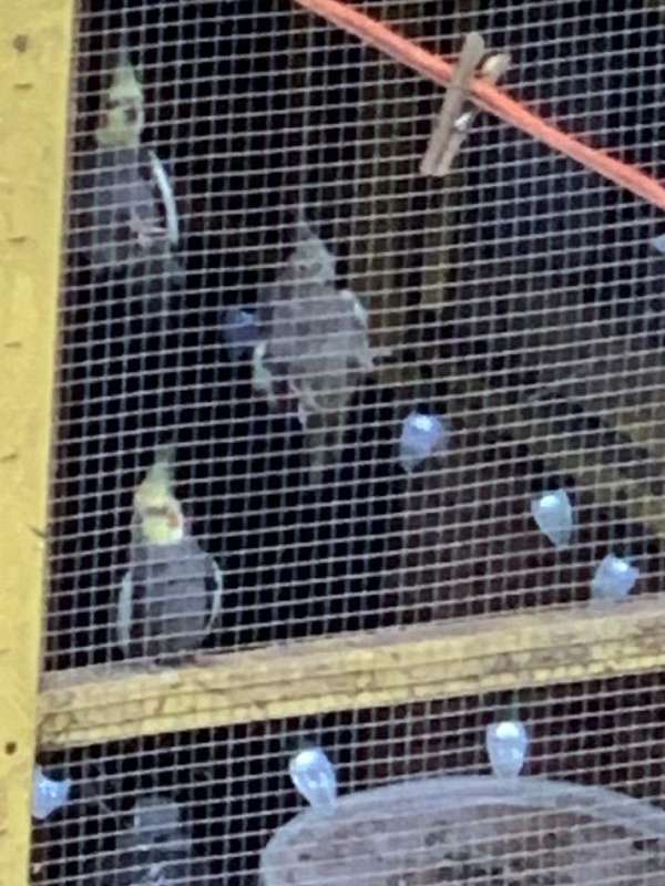 cockatiel-for-sale-in-benwood-wv