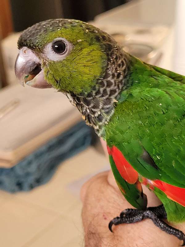 talking-black-capped-conure-for-sale