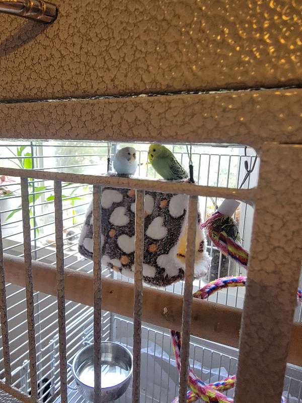 parakeet-for-sale-in-yacolt-wa