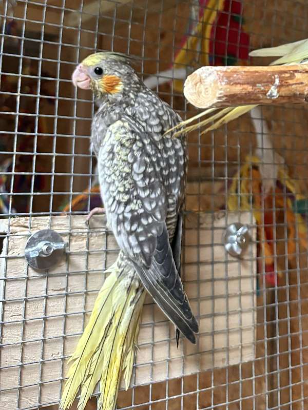 handfed-tame-bird-for-sale-in-snow-camp-nc