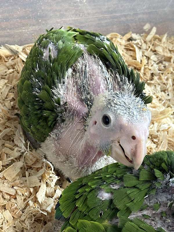 red-head-amazon-parrot-for-sale-in-dallas-tx