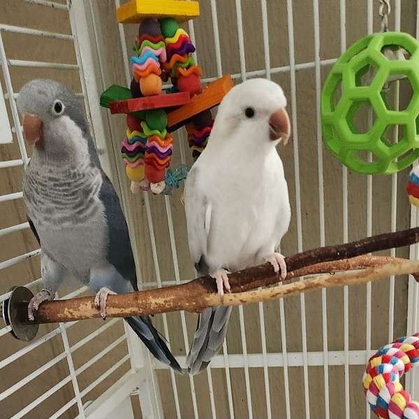 cobalt-bonded-pair-tame-bird-for-sale