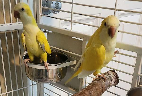 bonded-pair-tame-bird-for-sale-in-chestertown-md