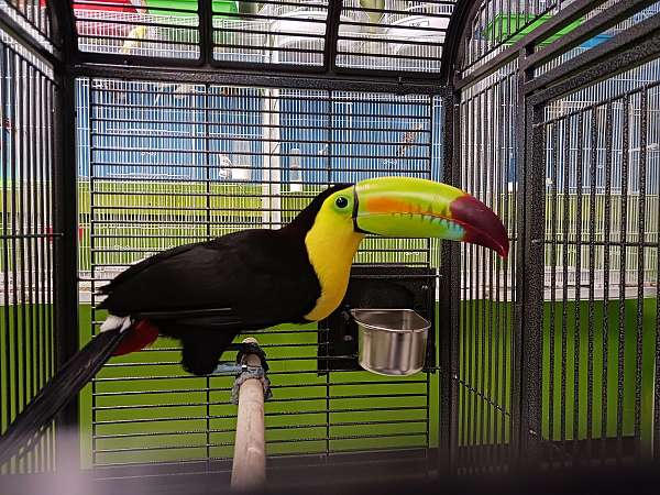 toucan-for-sale-in-spring-hill-fl