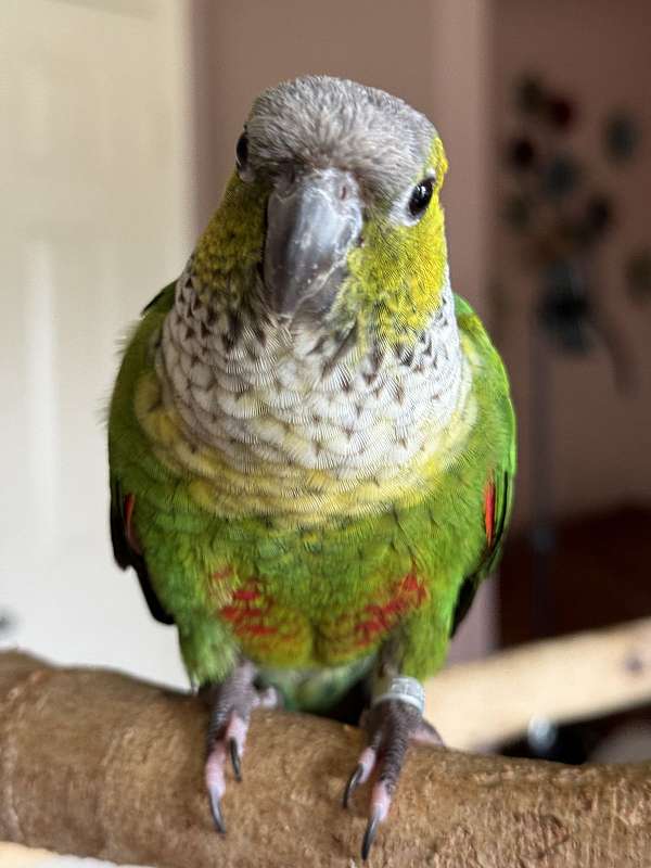 black-capped-conure-for-sale-in-allen-tx