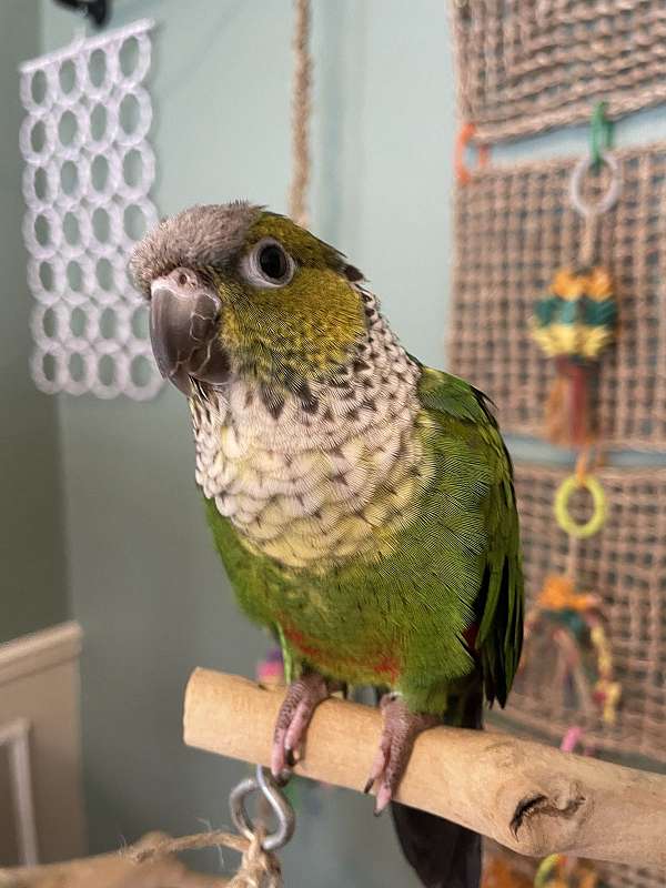 black-capped-conure-for-sale