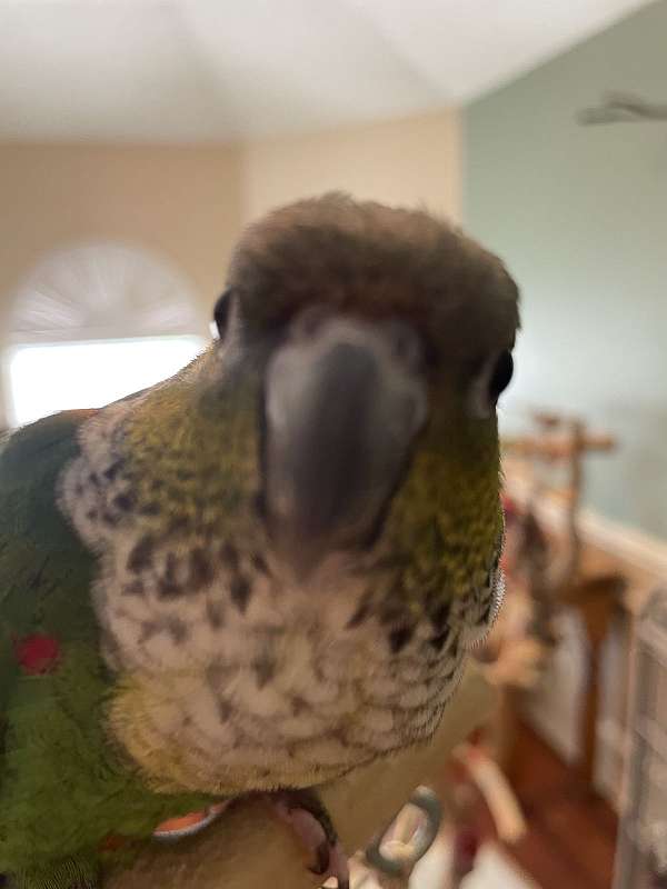 green-black-capped-conure-for-sale