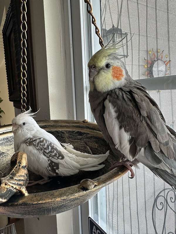 grey-white-bonded-pair-handfed-bird-for-sale