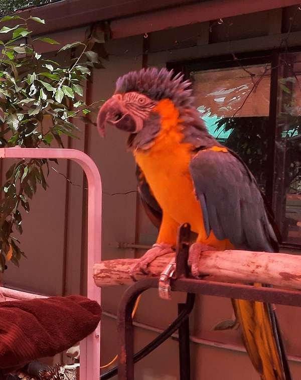 rescue-blue-throat-macaw-for-sale