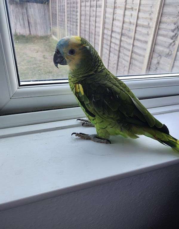blue-front-amazon-parrot-for-sale-in-washington