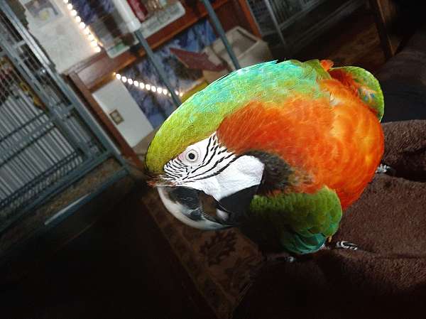 blue-hybrid-macaw-for-sale