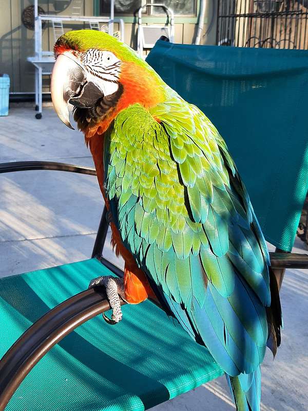 green-hybrid-macaw-for-sale