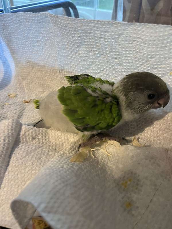 ringneck-parakeet-for-sale-in-wilmington-ma