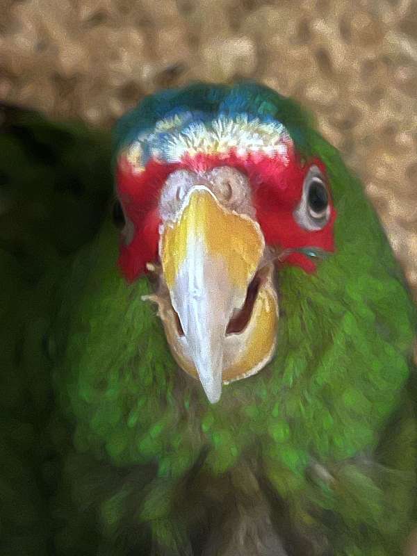 mitred-conure-for-sale-in-wilmington-ma