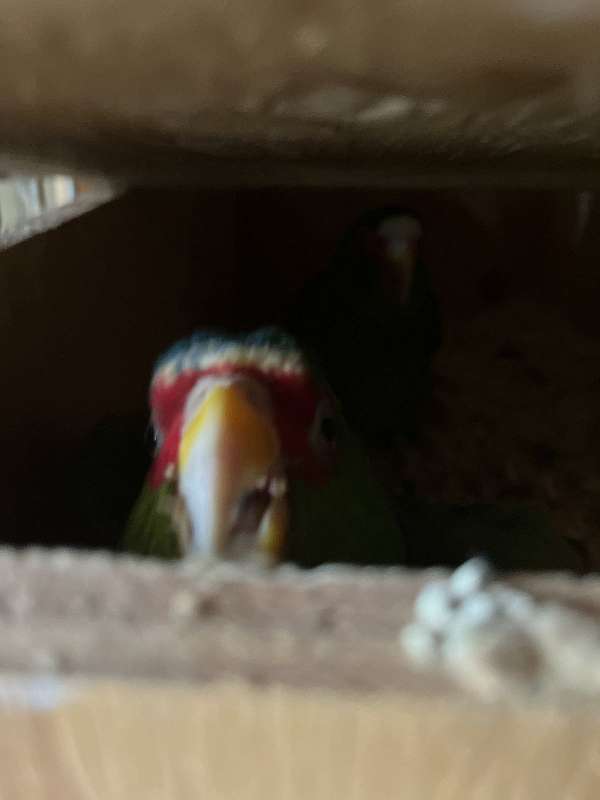 mitred-conure-for-sale