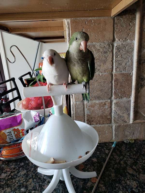 albino-green-bird-for-sale-in-middletown-ny