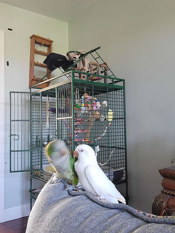 medium-albino-green-bird-for-sale