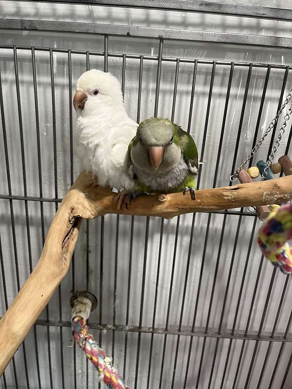 albino-green-bonded-pair-bird-for-sale