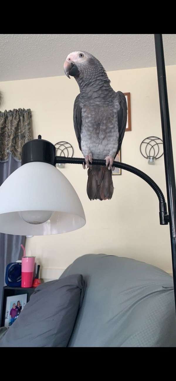 timneh-african-grey-parrot-for-sale-in-maine
