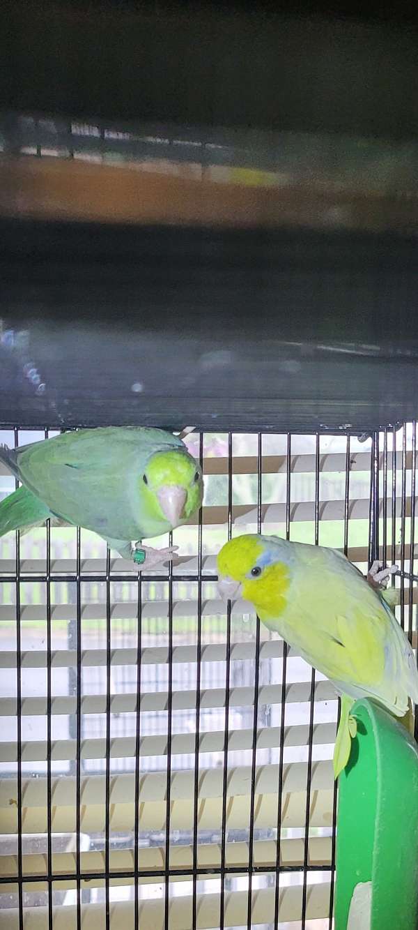 parrotlet-for-sale-in-tyrone-pa