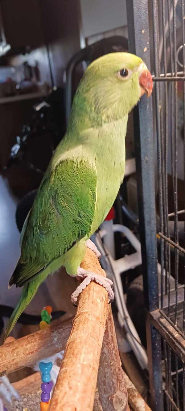 parrot-for-sale-in-milton-fl