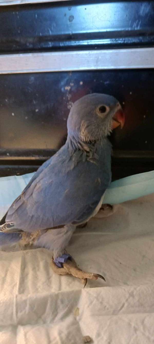 medium-bird-for-sale-in-milton-fl