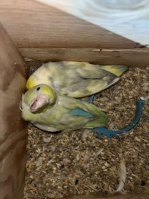 parrotlet-for-sale