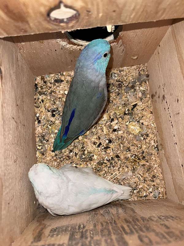 parrotlet-for-sale