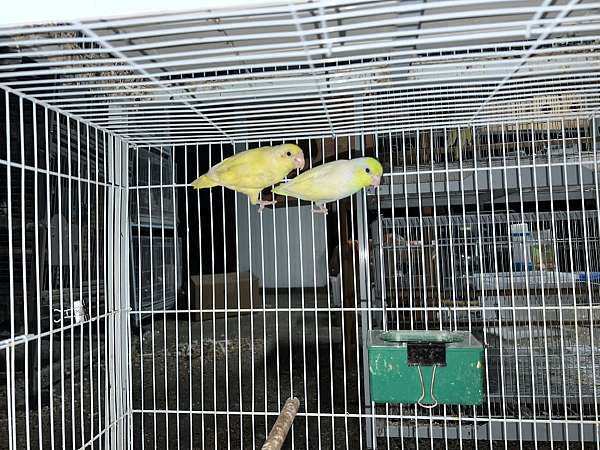 parrotlet-for-sale