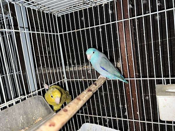 parrotlet-for-sale