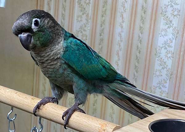 green-cheek-conure-for-sale