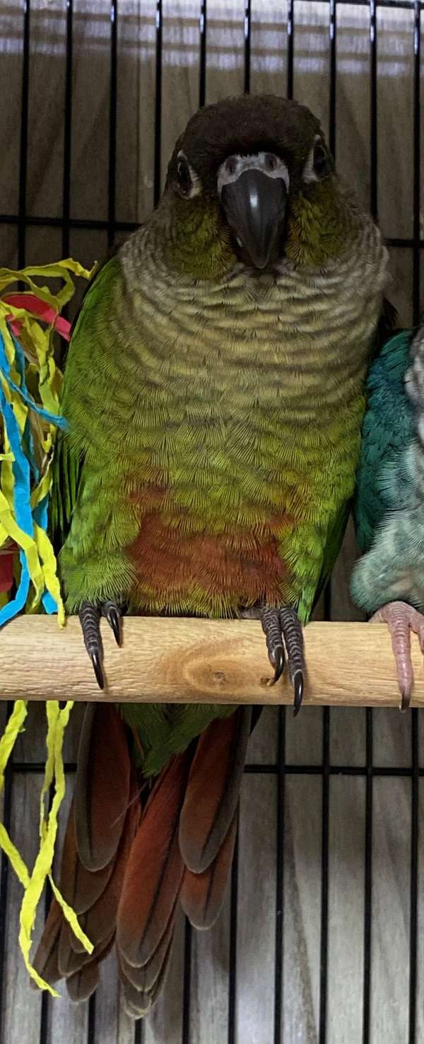 green-cheek-conure-for-sale