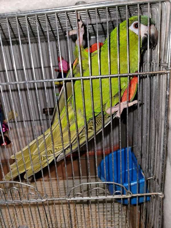 macaw-hahns-macaw-for-sale-in-greensboro-nc