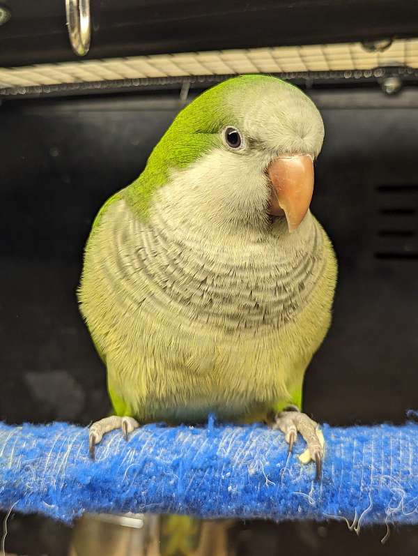 quaker-parrots-for-sale