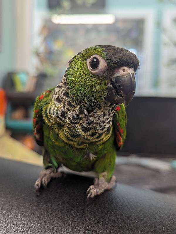 black-capped-conure-for-sale