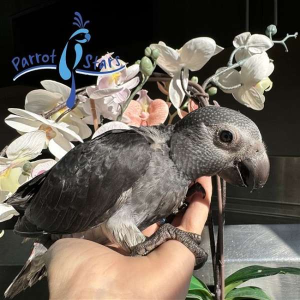 Baby Timneh African Grey available at Parrot Stars!