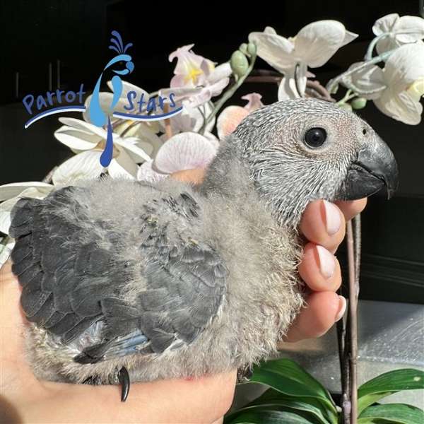 congo-african-grey-parrot-for-sale