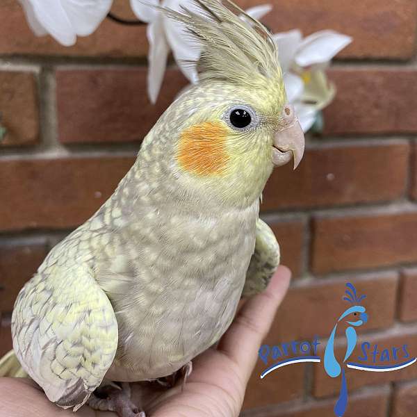 cockatiel-for-sale