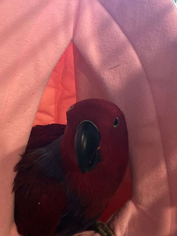 eclectus-parrots-for-sale-in-savannah-mo